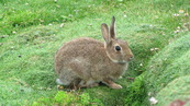 SX08832 Wild rabit on Trevelgue Head - Porth.jpg